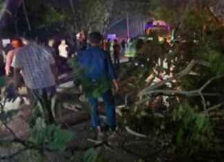 Theft Allegations Due to Tree Planting on Regional Highway theft-allegations-due-to-tree-planting-on-regional-highway