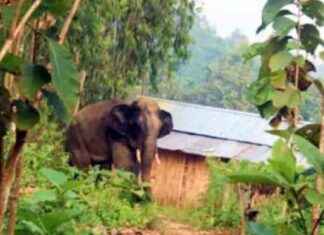 Elephant Attack in Chakaria Claims Bride’s Life elephant-attack-in-chakaria-claims-brides-life