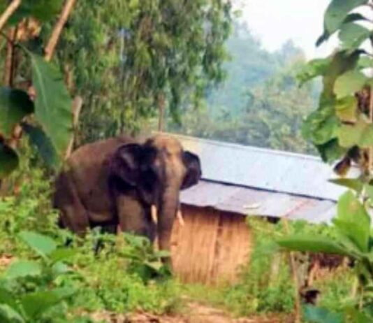 Elephant Attack in Chakaria Claims Bride’s Life elephant-attack-in-chakaria-claims-brides-life