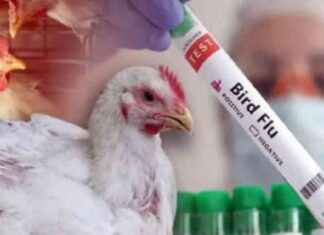 Bird Flu Infection Concerns in Jessore: What You Need to Know bird-flu-nfection-concerns-in-jessore-what-you-need-to-know