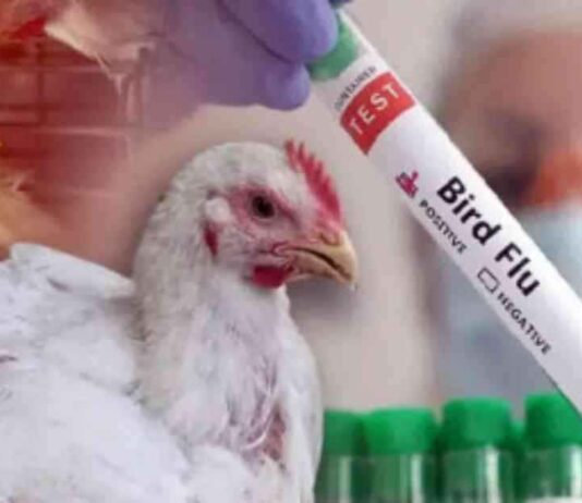Bird Flu Infection Concerns in Jessore: What You Need to Know bird-flu-nfection-concerns-in-jessore-what-you-need-to-know