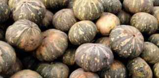 Delicious Pumpkin Available at Saturia Village Market for 12 Taka delicious-pumpkin-available-at-saturia-village-market-for-12-taka