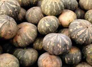 Delicious Pumpkin Available at Saturia Village Market for 12 Taka delicious-pumpkin-available-at-saturia-village-market-for-12-taka
