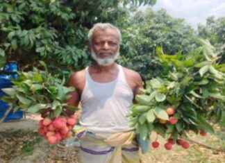 Harvesting Litchis in Sonaergaon Village in 10 Days harvesting-litchis-in-sonaergaon-village-in-10-days