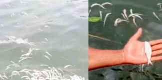 Monsoon in Meghna: The Revival of Hilsa and Various Fish_species monsoon-in-meghna-the-revival-of-hilsa-and-various-fishspecies