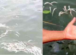 Monsoon in Meghna: The Revival of Hilsa and Various Fish_species monsoon-in-meghna-the-revival-of-hilsa-and-various-fishspecies