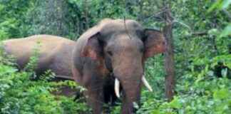 Protecting Farmers from Elephant Attacks: Effective Strategies and Solutions protecting-farmers-from-elephant-attacks-effective-strategies-and-solutions